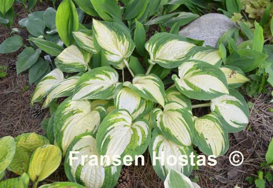 Hosta Reversed